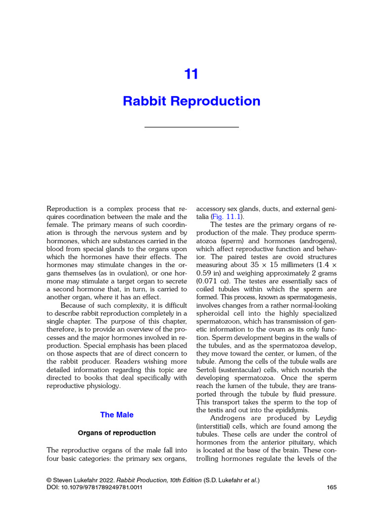 Overview of Rabbit Reproduction | PDF | Fertilisation | Testicle