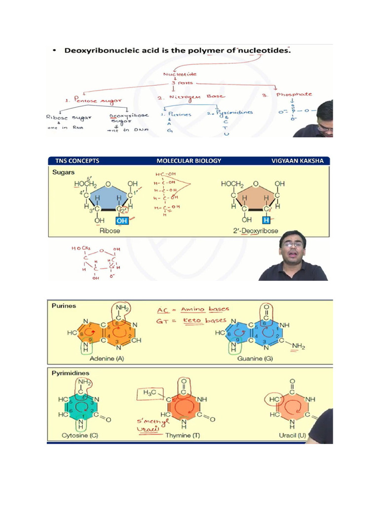 1-Dna Composition Basics of Dna Structure | PDF