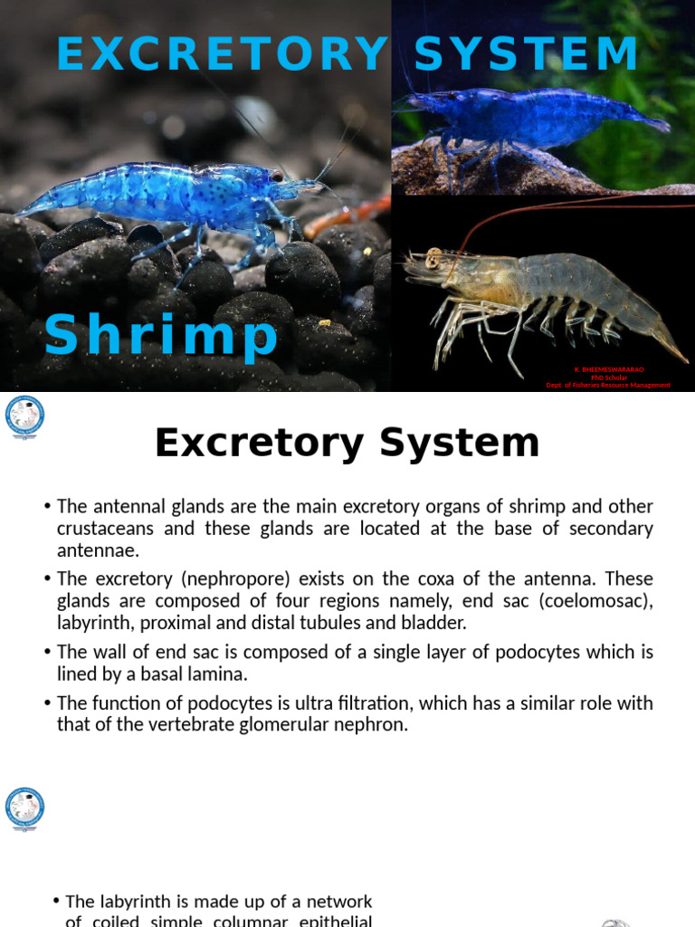 Shrimp Antennal Gland Excretory System | PDF | Epithelium | Organ (Anatomy)