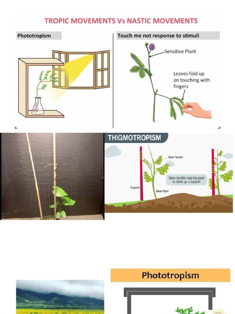 Movement in Plants | PDF