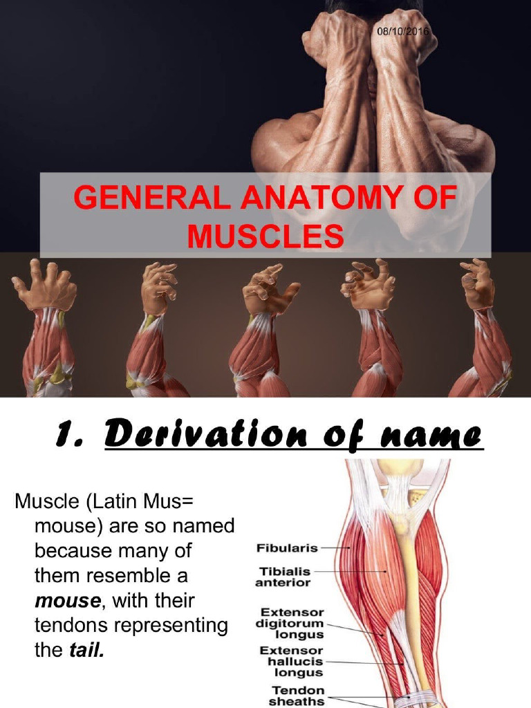 Muscles | PDF