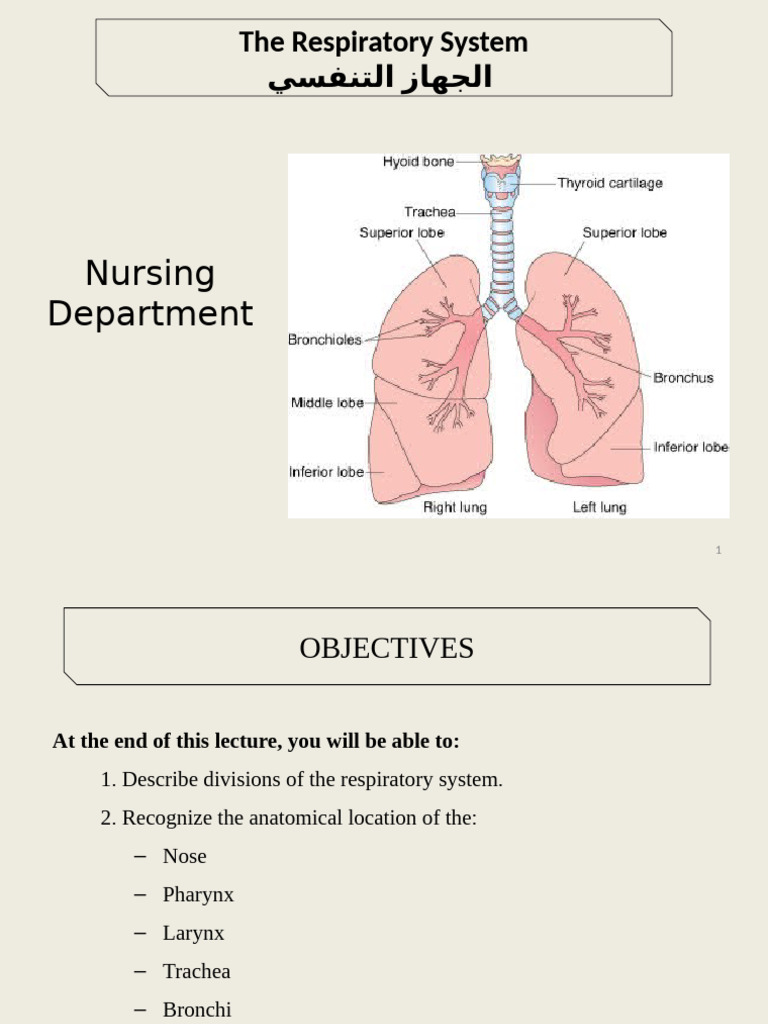 4-Respiratory System Theory | PDF | Lung | Respiratory Tract
