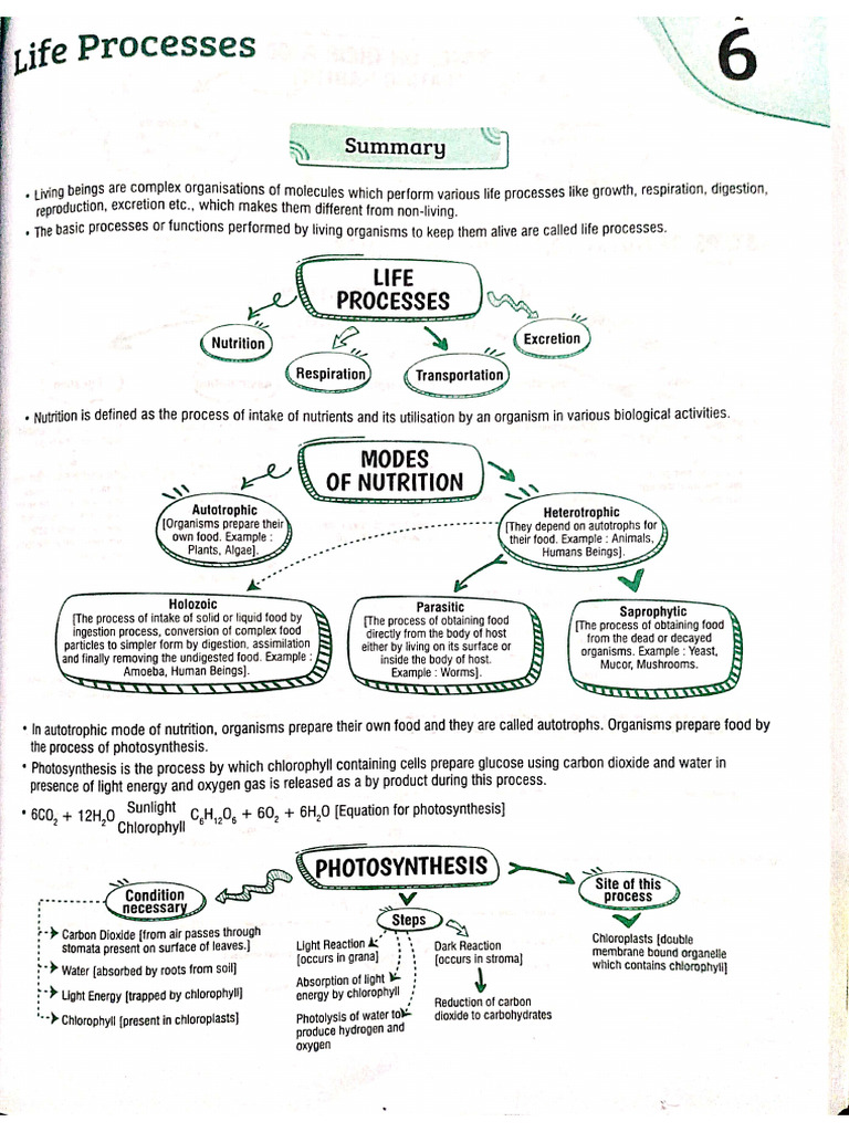 Life Processes Pyqs and Discussion | PDF