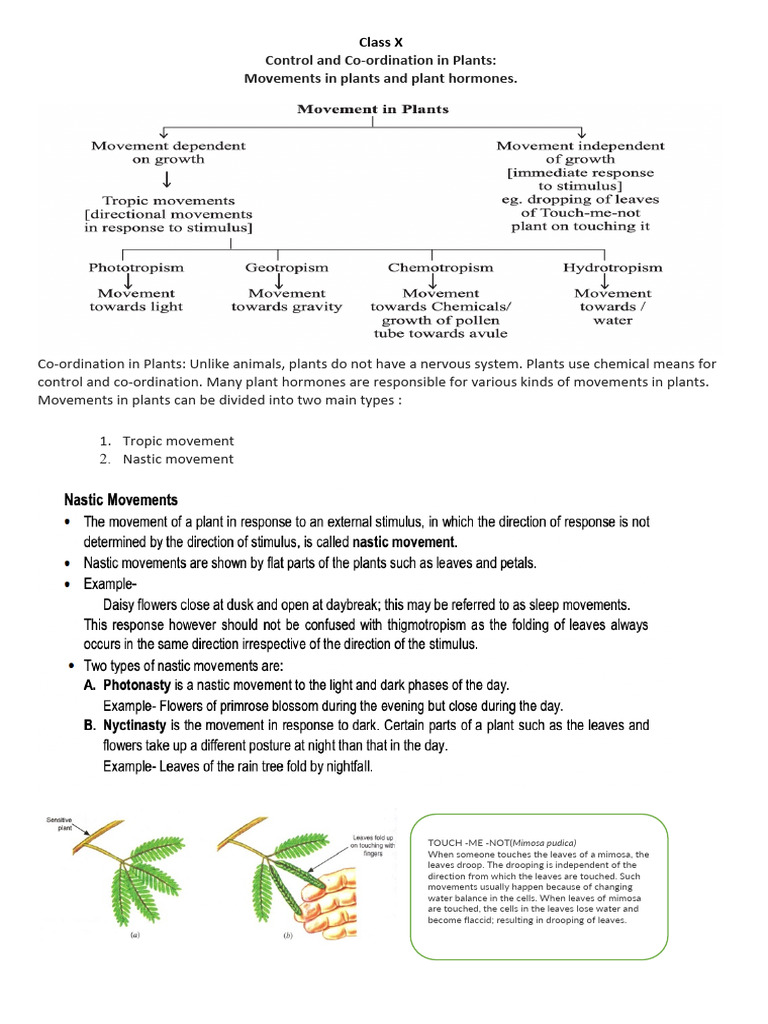 Plant Hormones and Movements Explained | PDF | Plant Hormone | Auxin