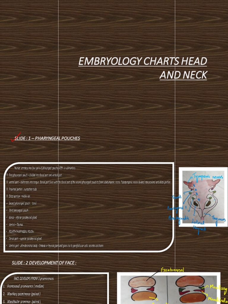 Embryology of Head and Neck Development | PDF | Aorta | Artery