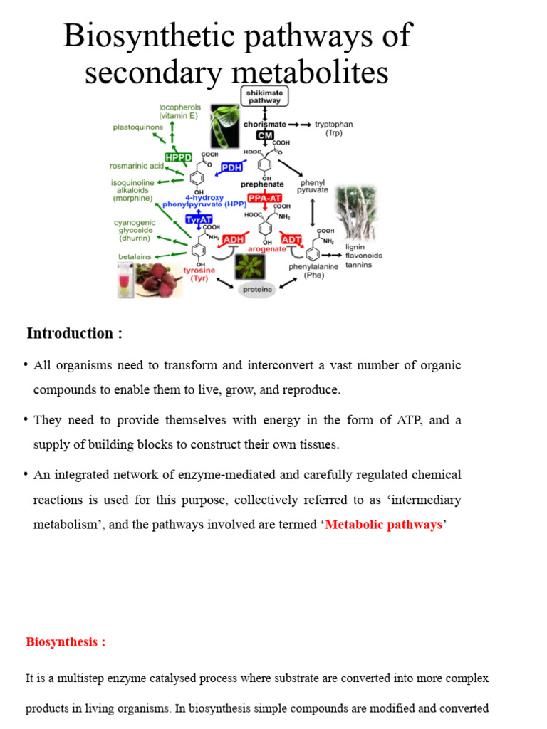 617600565 Biosynthetic Pathways of Secondary Metabolites | PDF ...