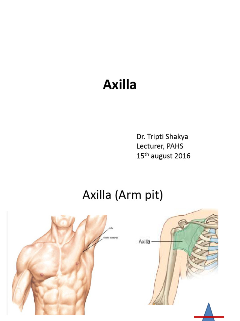 Anatomy and Function of the Axilla | PDF | Arm | Musculoskeletal System