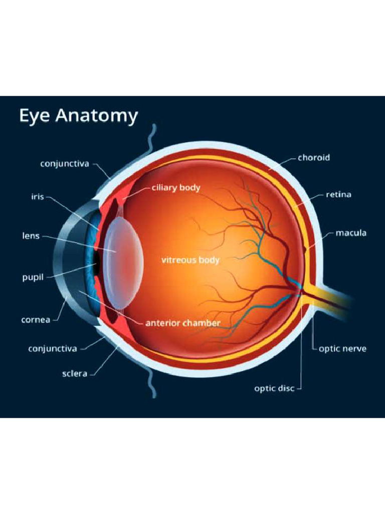 Eye Anatomy | PDF