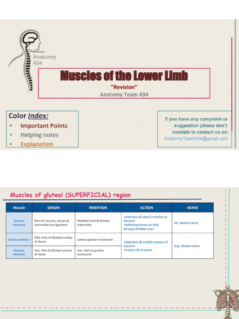 Lower Limb Notes | PDF