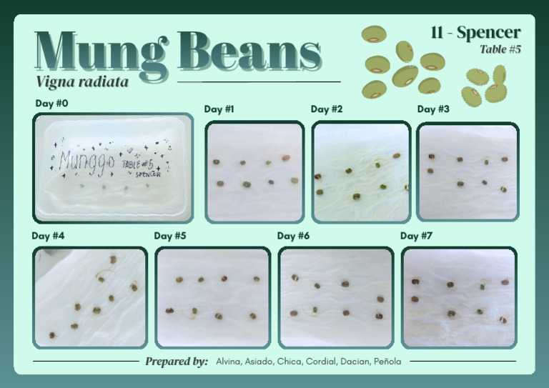 Mung Beans | PDF