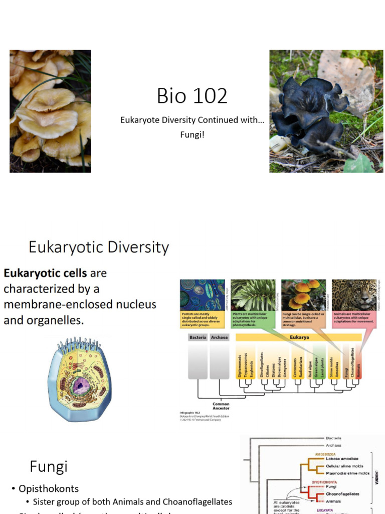 Eukaryote Diversity: Fungi Overview | PDF