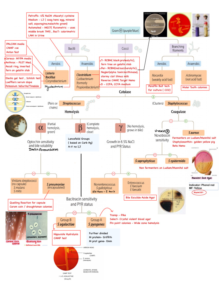 Bacteriology Summary - Culture, Tests 3 | PDF