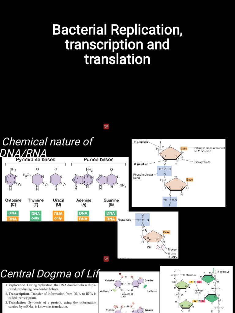 Bacterial DNA Replication & Transcription | PDF | Crispr | Virus