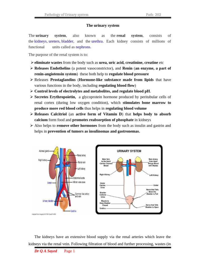 Urinary System Pathology Overview | PDF | Kidney | Urinary System