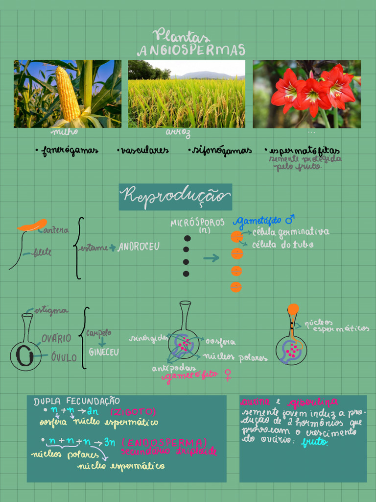 Angiospermas 250217 181537 | PDF