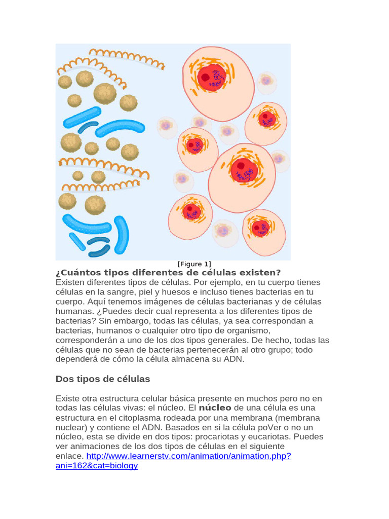 Tipos de Células: Procariotas y Eucariotas | PDF | Biología Celular ...