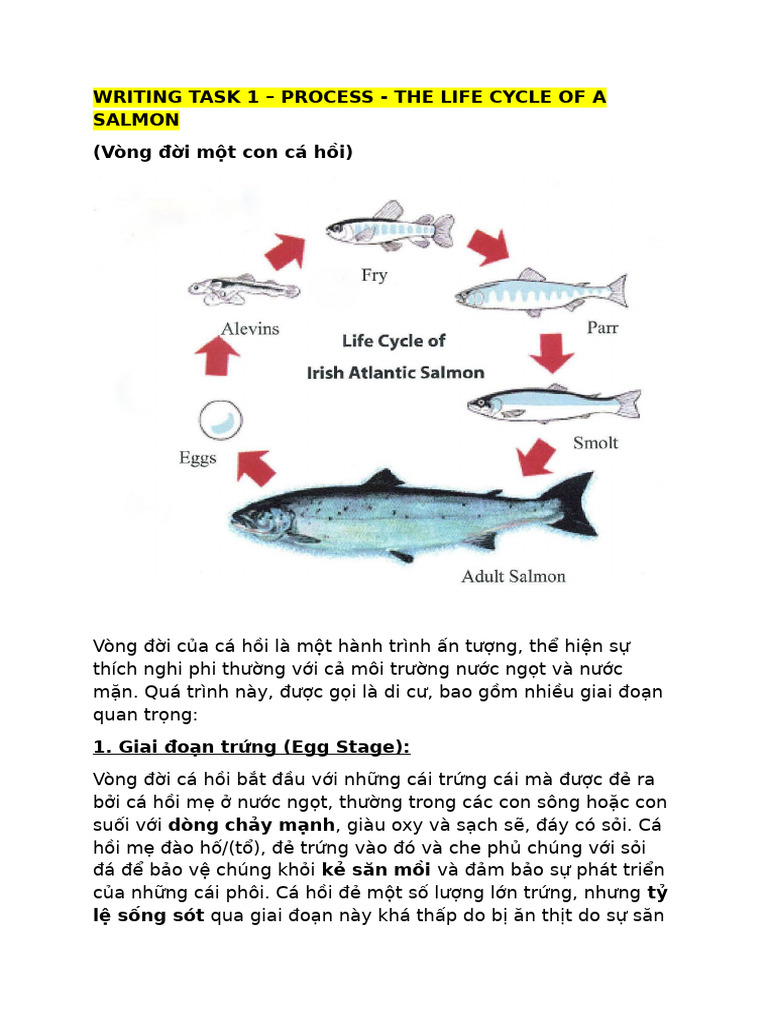 (Bài Mẫu Band 8) WRITING TASK 1-PROCESS-A Life Cycle of Salmon (Ver 2 ...