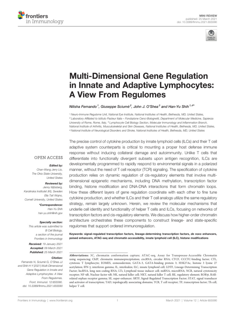 Gene Regulation in Lymphocytes Explained | PDF | Lymphocyte | T Cell