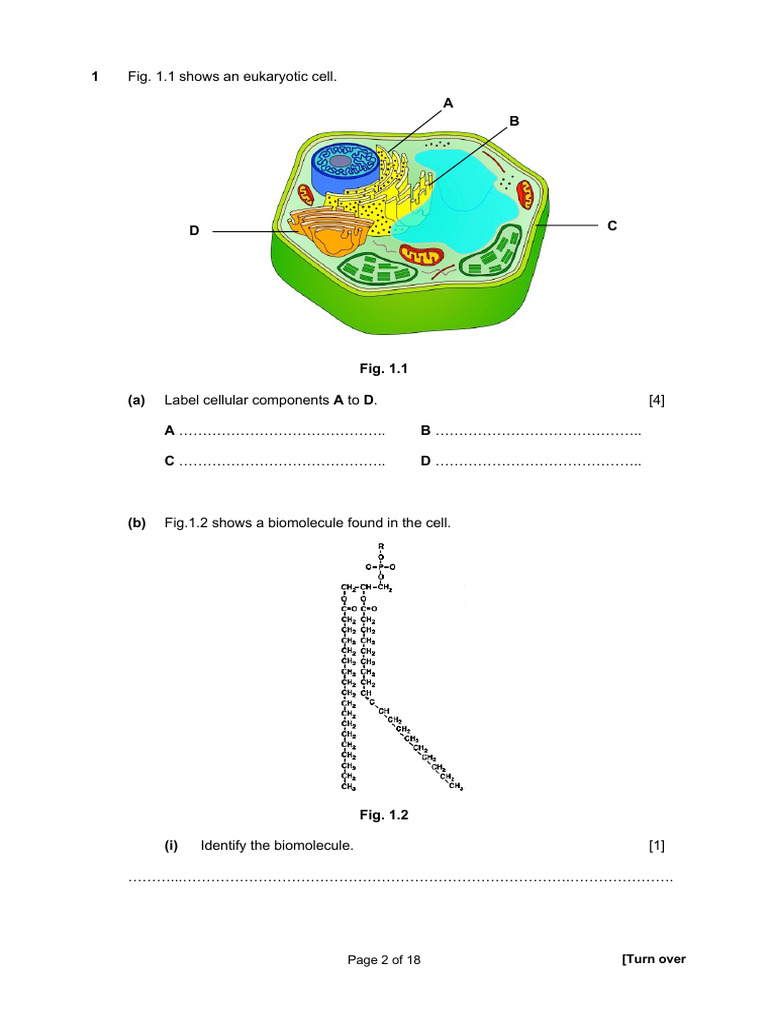 Eukaryotic Cell Components and Biomolecules | PDF