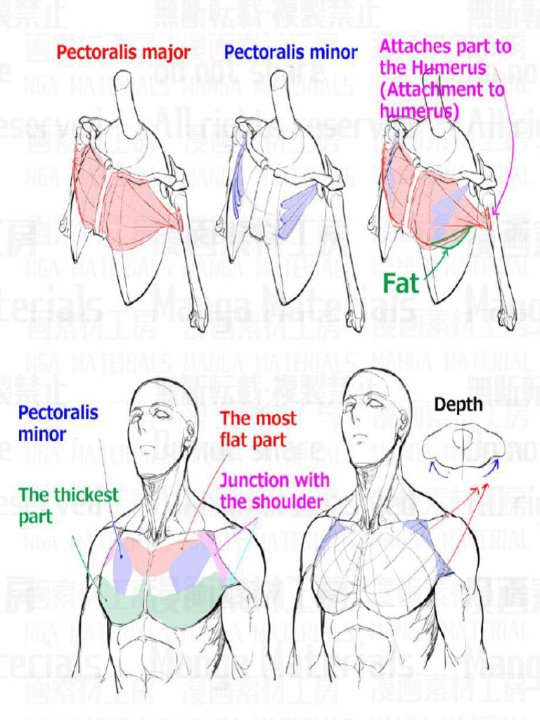 Shoulder and Chest | PDF