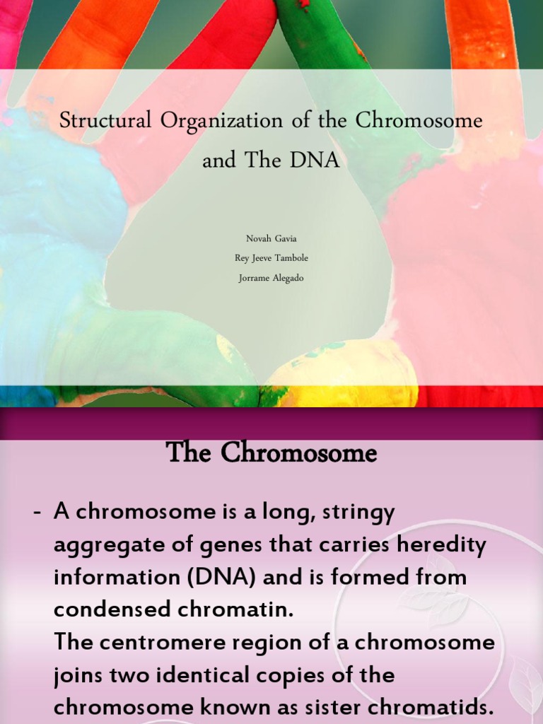 Chromosome Structure and DNA Components | PDF | Science & Mathematics