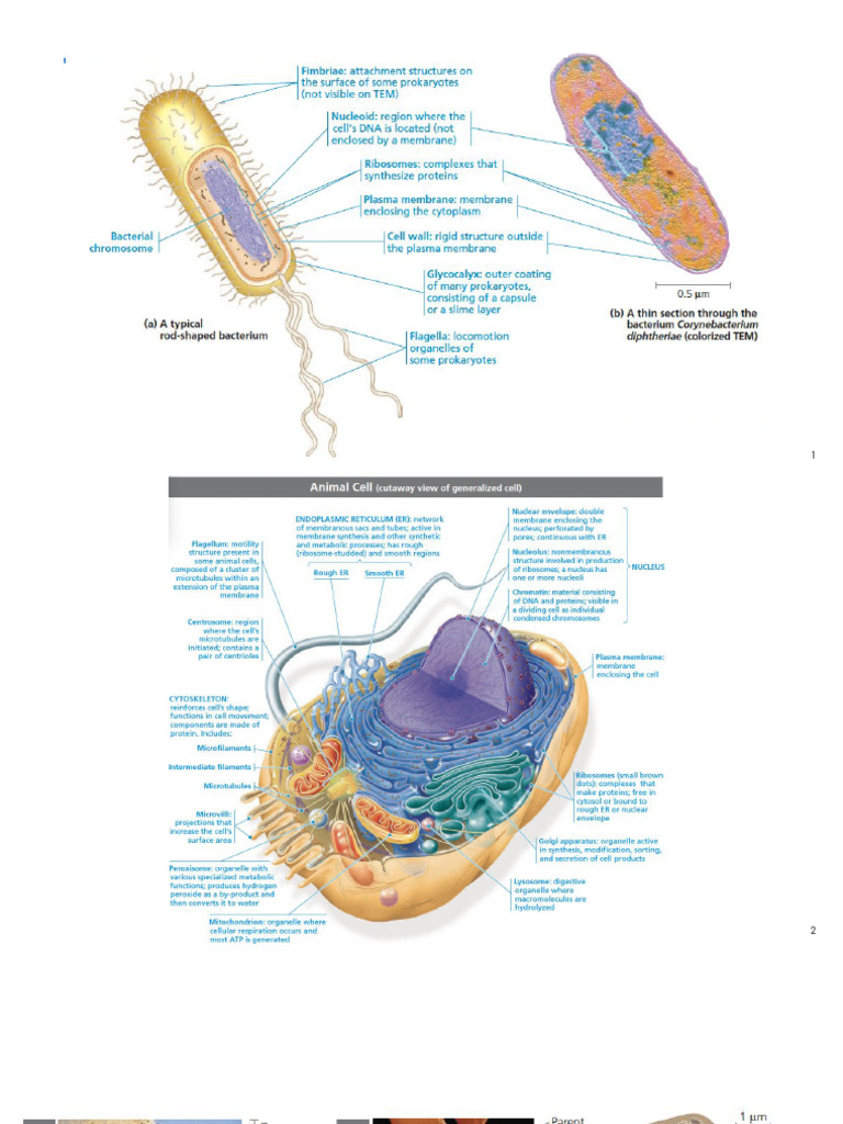 Major Cell Components Explained | PDF | Cell Membrane | Cytoskeleton