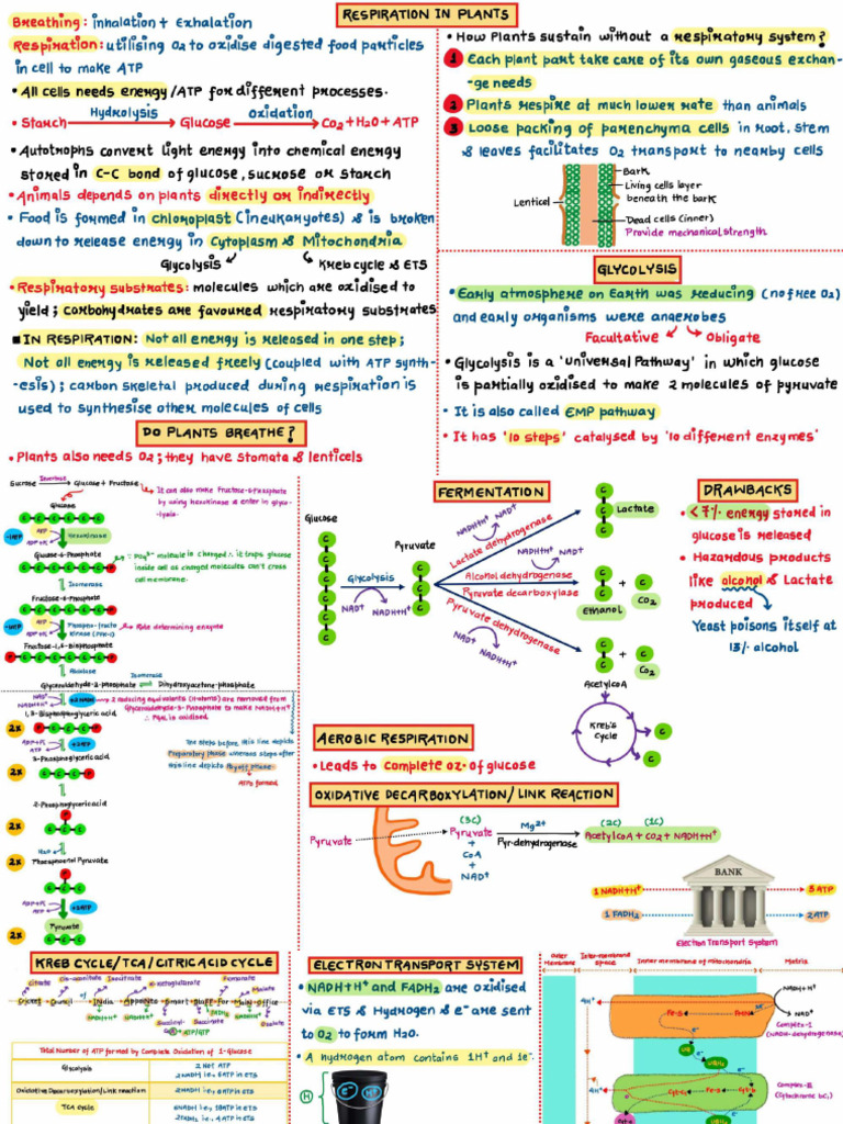 Respiration in Plants Class Notes Neet Revision Express | PDF