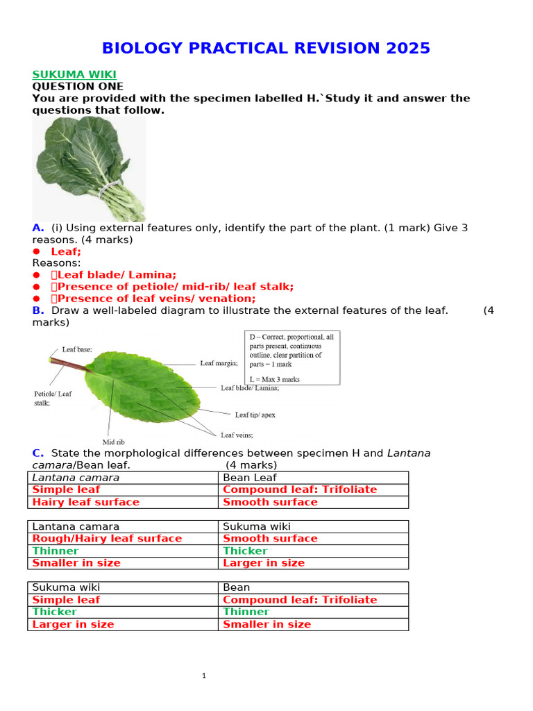 Sukuma Wiki Biology Practical Guide | PDF | Leaf | Photosynthesis