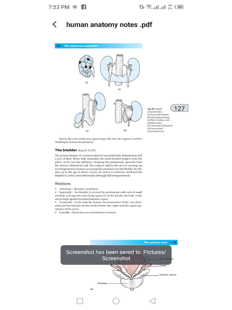 Anatomy Note 5 | PDF