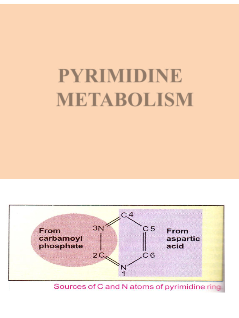 8 - Metabolism of Pyrimidine Nucleotides | PDF | Nucleotides | Biosynthesis
