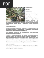 Download Plantas Medicinales by Itzel Hernndez Morales SN97561016 doc pdf