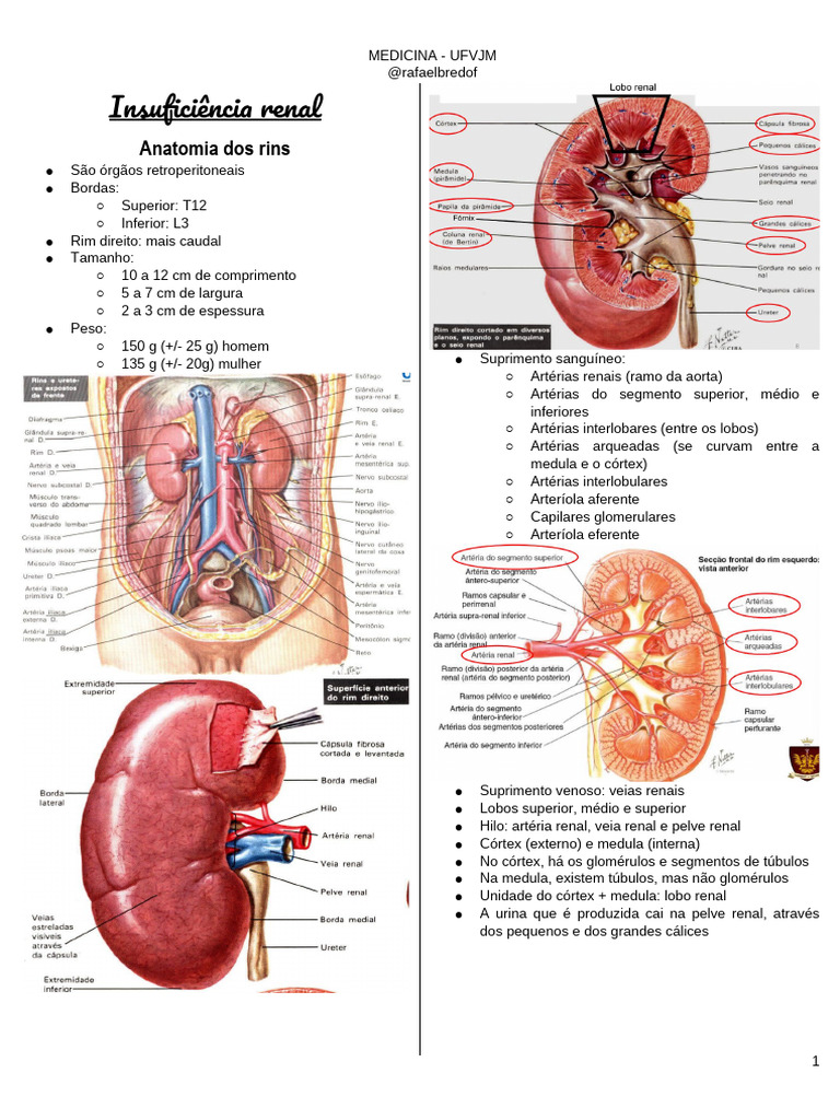 Anatomia e Funções dos Rins Humanos | PDF | Rim | Especialidades médicas