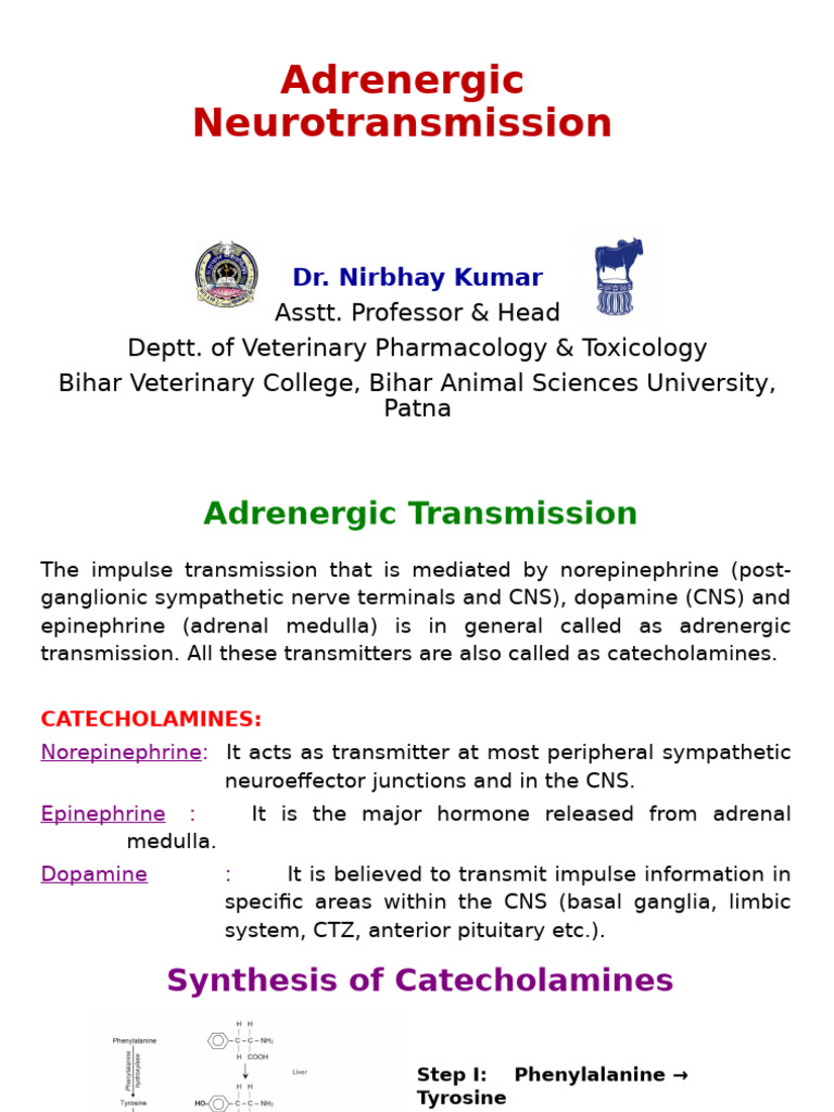 Adrenergic Neurotransmission Overview | PDF | Norepinephrine | Dopamine