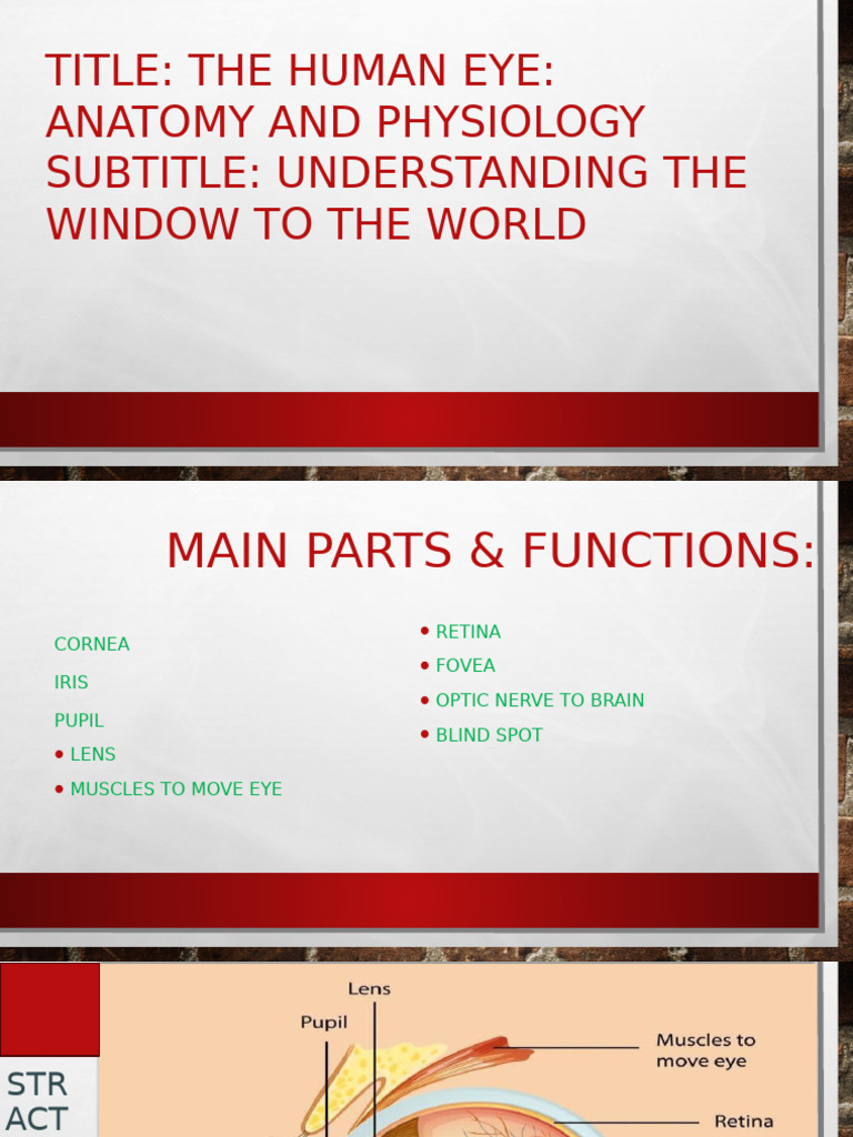 Human Eye Anatomy & Functions Explained | PDF