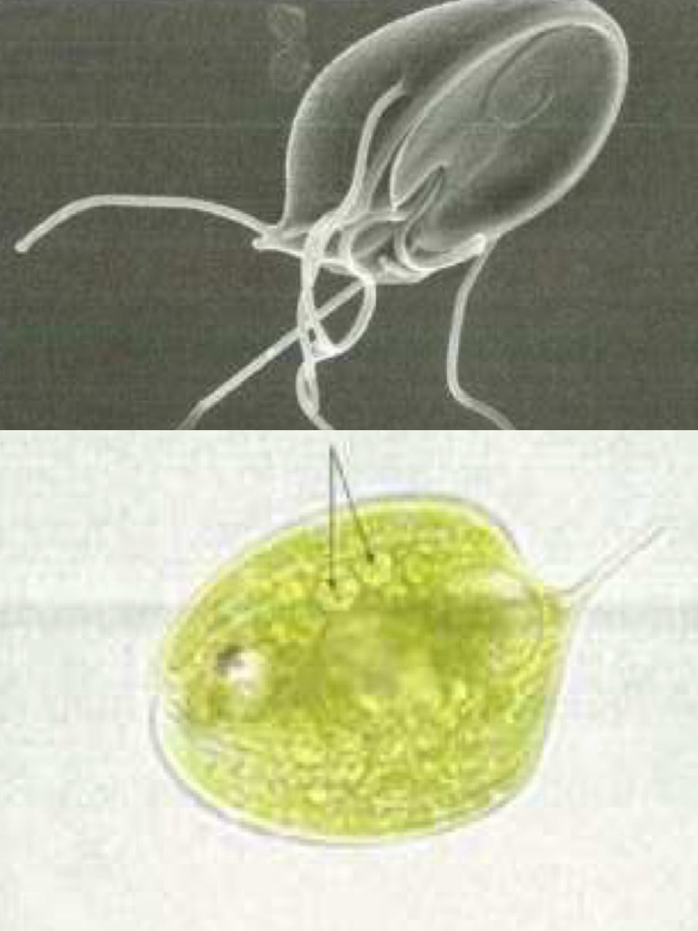 K Protista | PDF