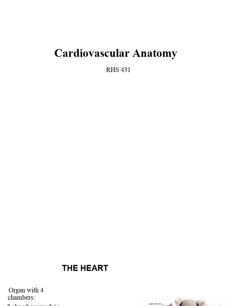 Cardiovascular Anatomy Overview | PDF | Heart Valve | Atrium (Heart)