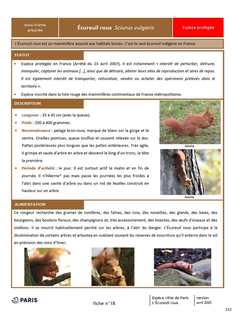 Écureuil roux à Paris : habitat et protection | PDF | Oiseaux | Arbres