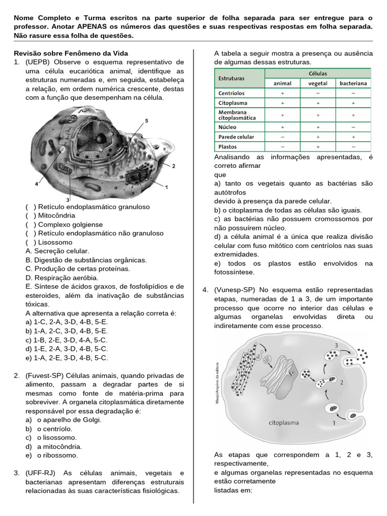 Questões sobre Células e Organelas | PDF | Célula (Biologia) | Lisossoma