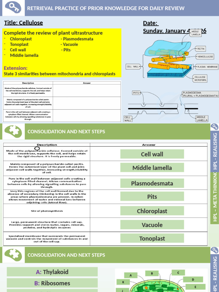 Cellulose Online | PDF | Cellulose | Cell Wall