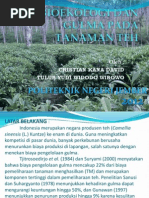 Download Bioekologi Dan Gulma Pada Tanaman Teh by tulus SN97584467 doc pdf