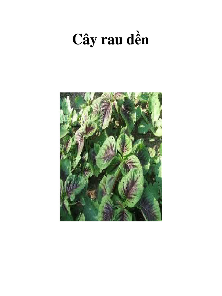 Cây rau dền | PDF