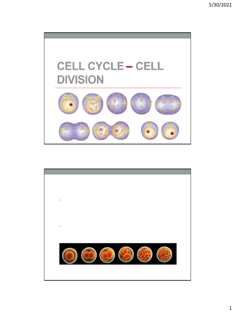 Understanding the Cell Cycle and Division | PDF | Mitosis | Microtubule
