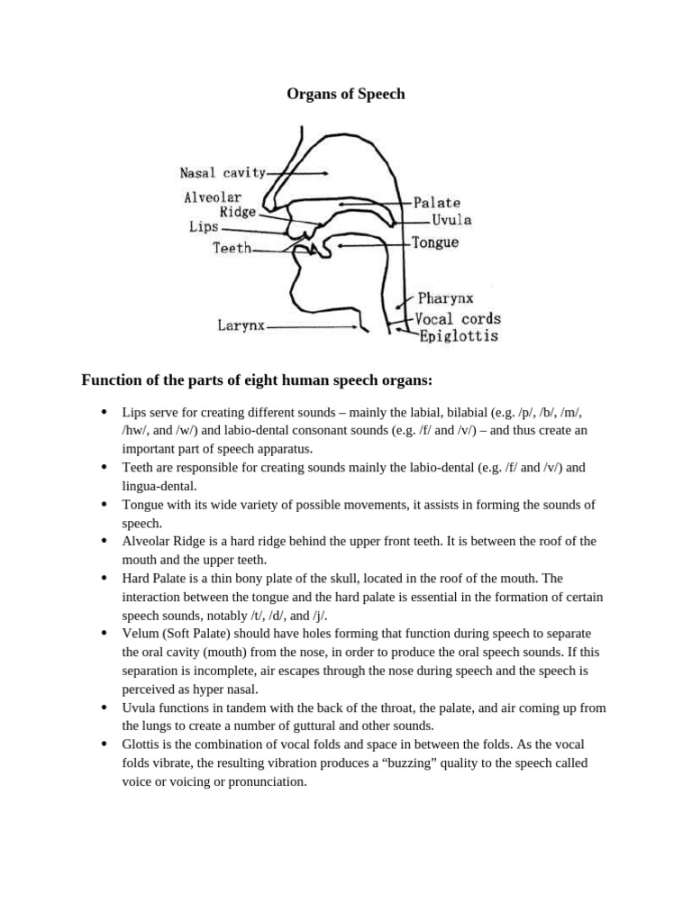 Functions of Human Speech Organs | PDF