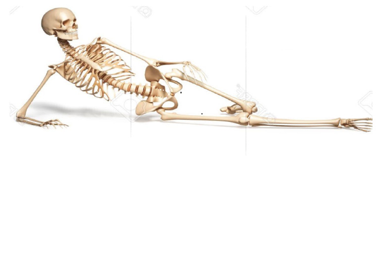 Skeleton Assignment | PDF