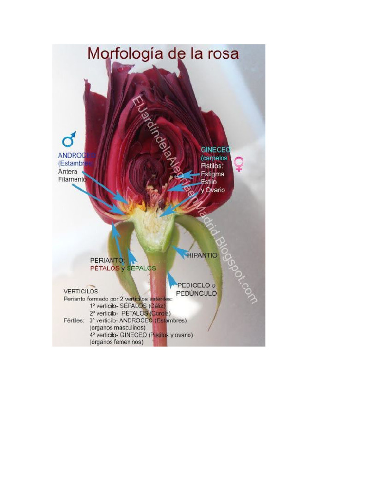 Rosa | PDF