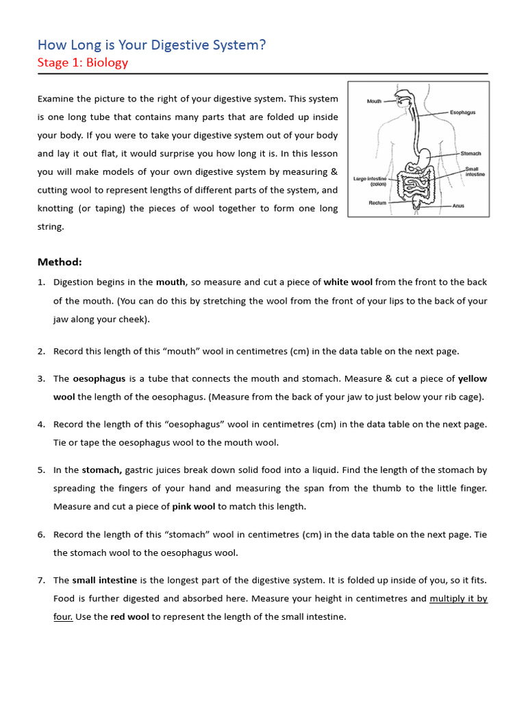 Measuring Your Digestive System Length | PDF