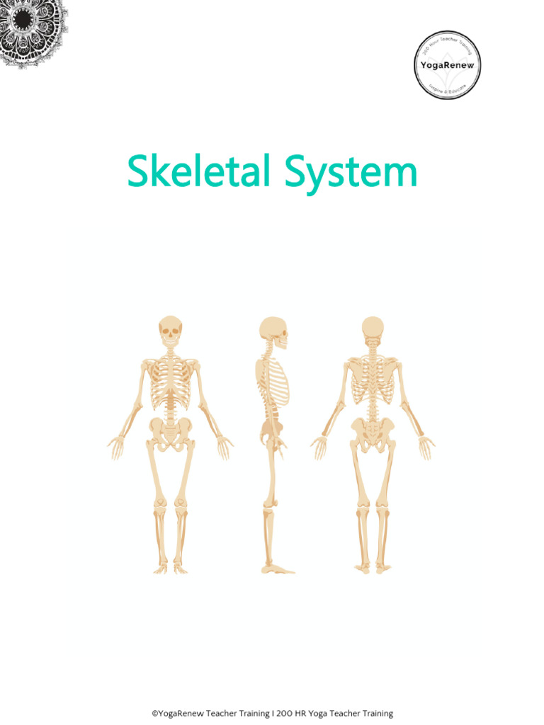 Understanding the Human Skeletal System | PDF