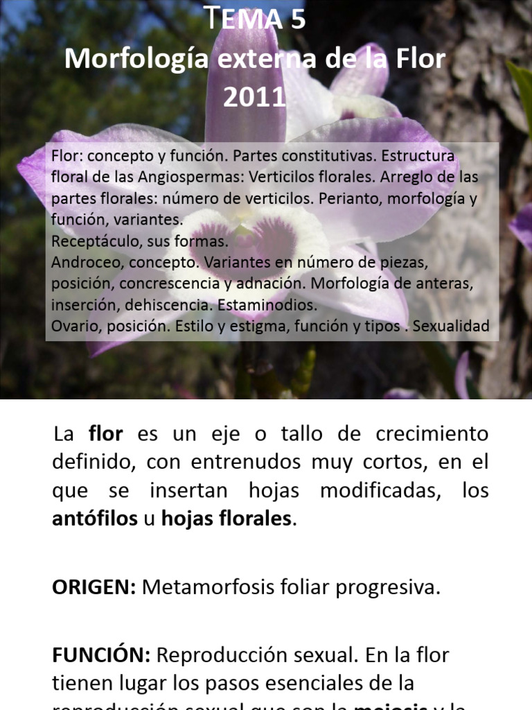 Morfología de la Flor en Angiospermas | PDF | Flores | Polinización