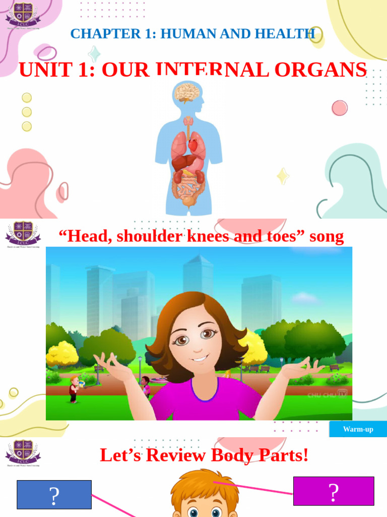 Internal Organs: Learning Activities | PDF | Anatomy | Organ (Anatomy)