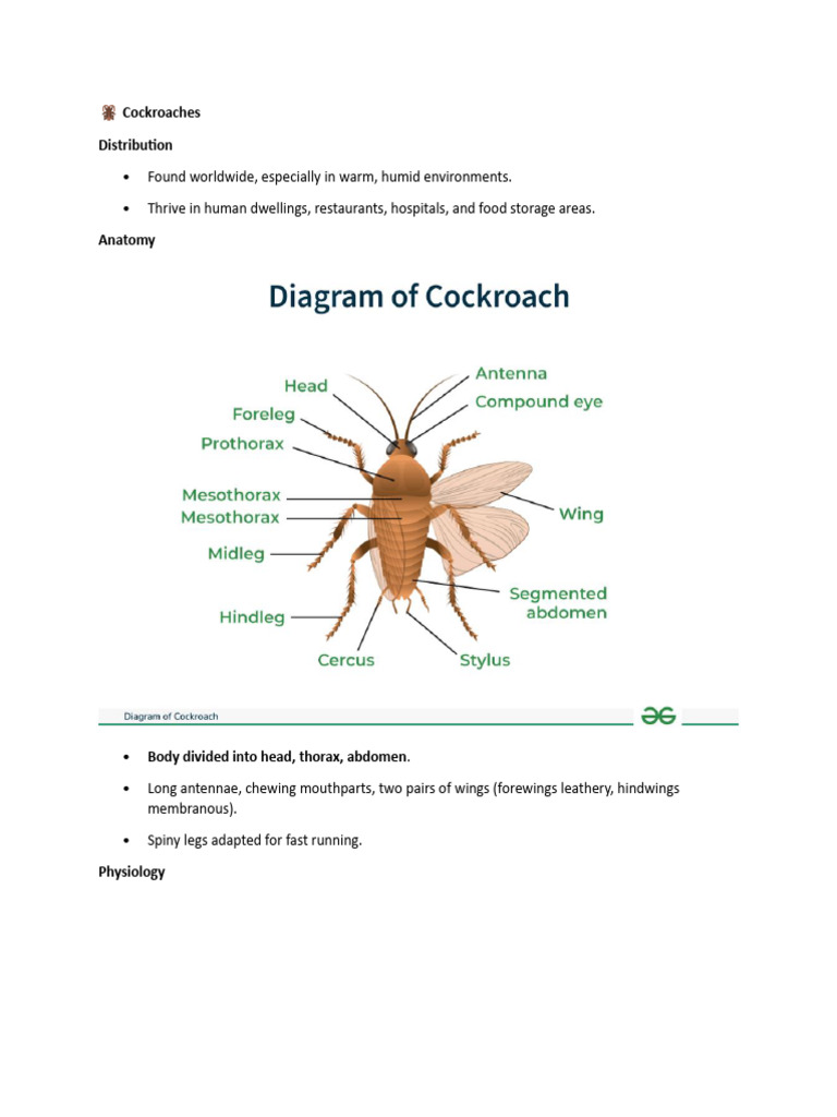 Cockroaches and Houseflies Overview | PDF | Insects And Humans | Hexapoda